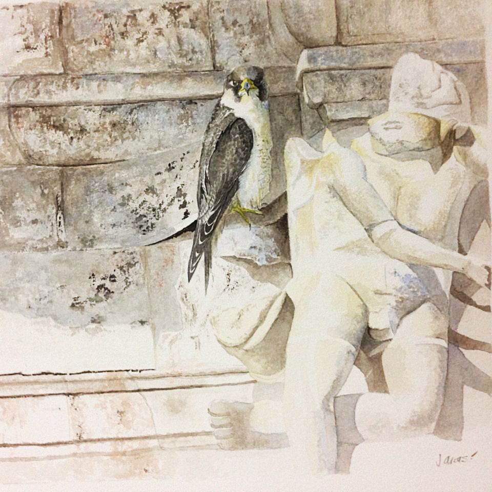 Halcón peregrino en la catedral de Santiago de Compostela.
