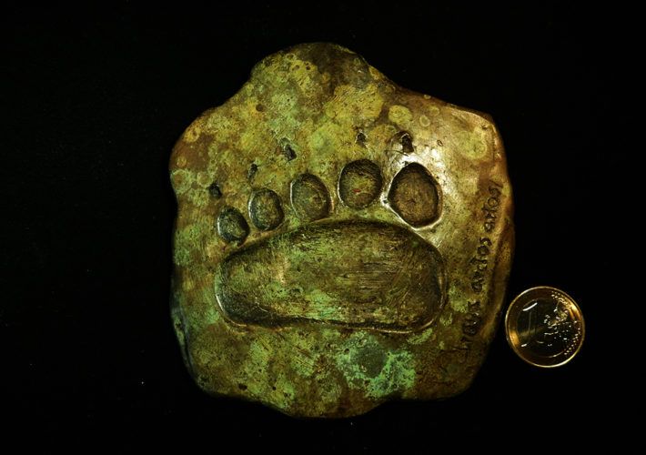 Huella Oso pardo cantábrico (Ursus arctos arctos)