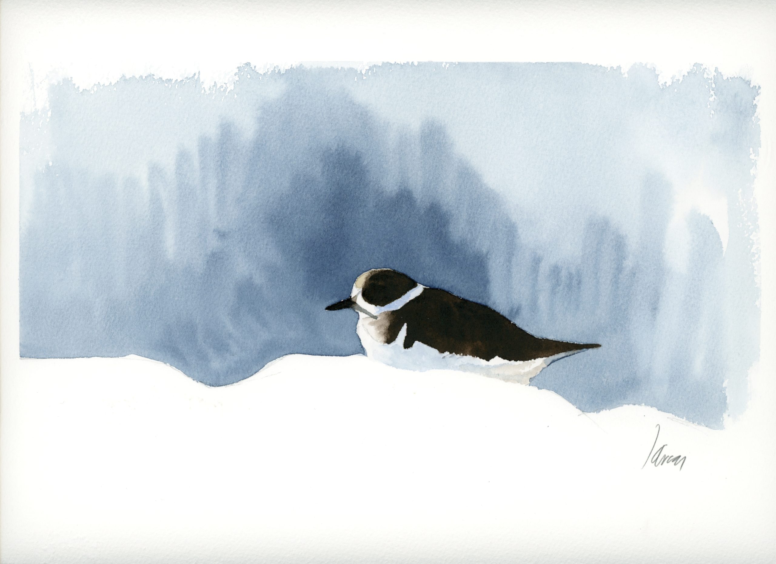 Contraste de Chorlitejo grande (Charadrius hiaticula).