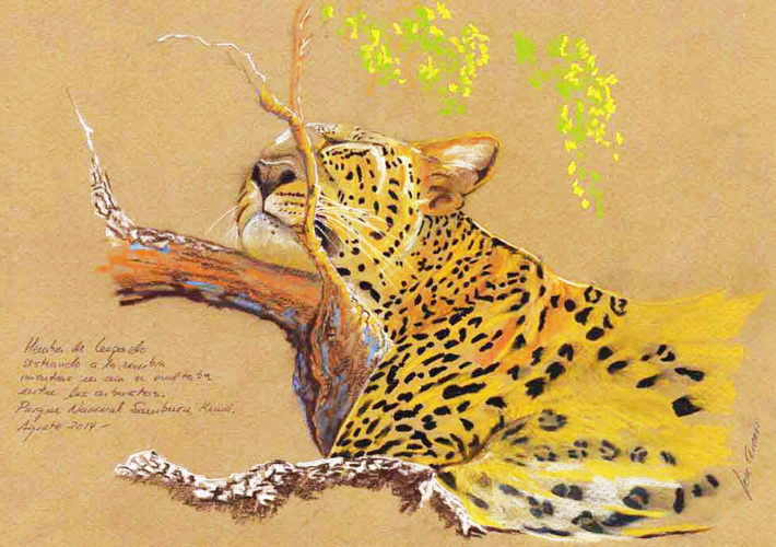 Leopardo sesteando. P. N. Samburu, Kenia