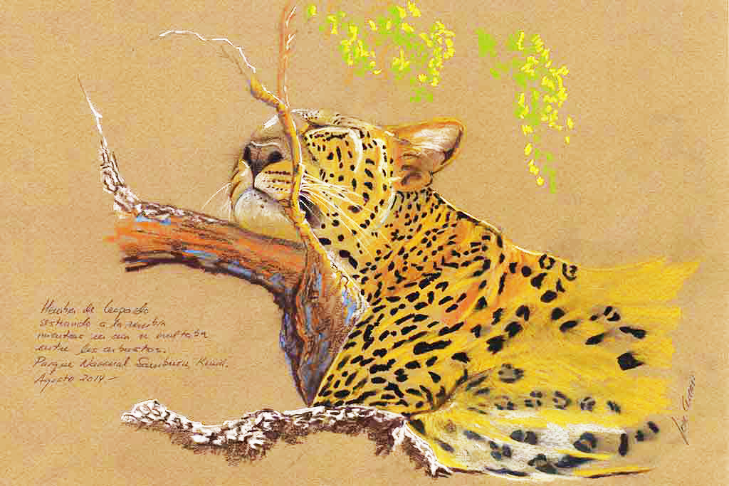 Leopardo sesteando. P. N. Samburu, Kenia