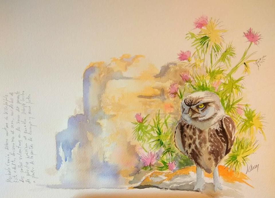 Mochuelo (Athene noctua)