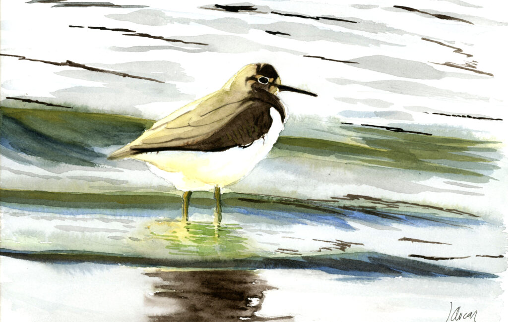 Andarríos chico (Actitis hypoleucos)