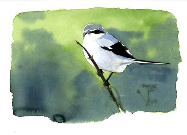 Alacudón meridionaln (Lanius meridionalis)