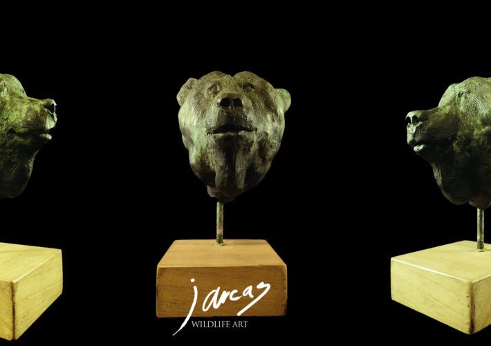 Busto de Oso Pardo Cantábrico (Ursus arctos arctos)