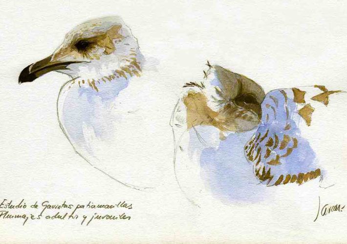 Cuaderno de campo de las Islas Cíes. Patiamarillas juveniles