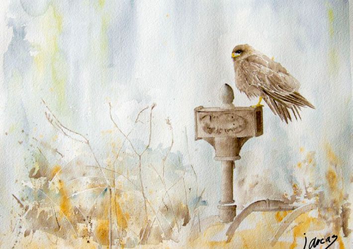 Busardo ratonero (Buteo buteo)