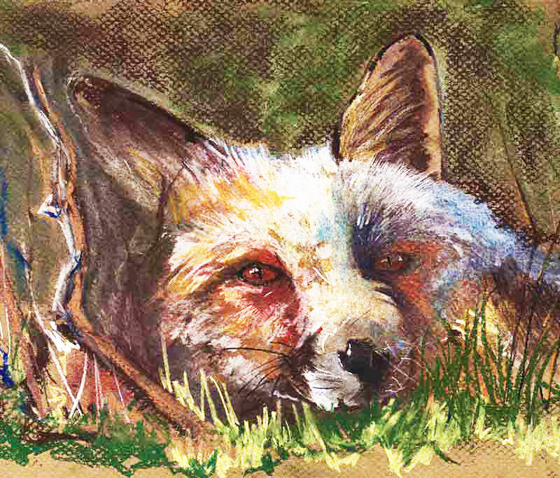 Zorro (Vulpes vulpes)